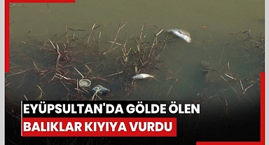  Eyüpsultan'da endişelendiren görüntü: Balıklar kıyıya vurdu