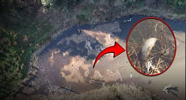 Yüzlerce ölü balık kıyıya vurdu