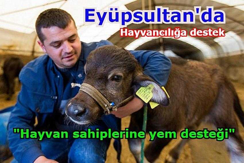 Eyüpsultan Belediyesi’nden hayvancılığa destek | Eyüpsultan Haber