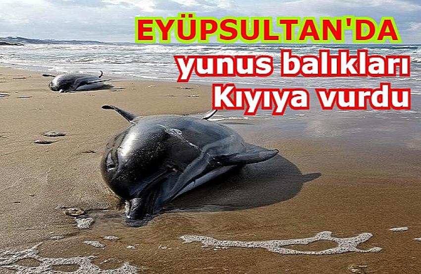Eyüpsultan Ağaçlı köyü sahilinde 24 ölü yunus balığı kıyıya vurdu | Eyüpsultan Haber