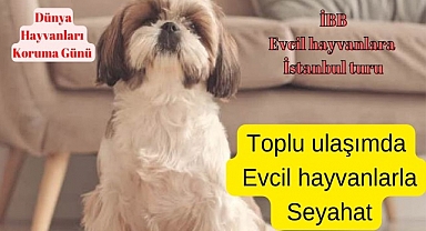 Dünya Hayvanları Koruma Gününe özel İstanbul turu