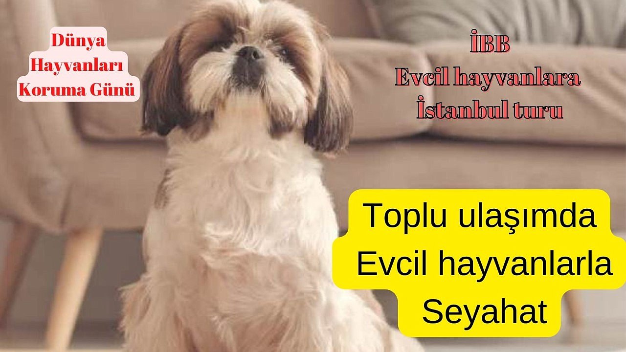 Dünya Hayvanları Koruma Gününe özel İstanbul turu