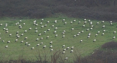 Avrupa’ya göç eden leylekler İstanbul’da mola verdi.