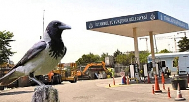 Eyüpsultan'da bir karga kopmuş insan parmakları buldu 