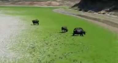 Alibeyköy barajını besleyen gölet kurudu