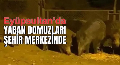 Eyüpsultan'da yaban domuzları şehir merkezine indi