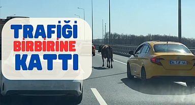 Eyüpsultan'da sahibinden kaçan inek, otoyolda yakalandı