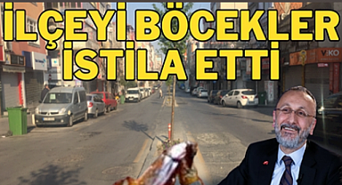 Böcekler ilçeyi istila etti!