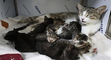 Eyüpsultan’da yavru kedilere ‘sütanneler’ bakıyor