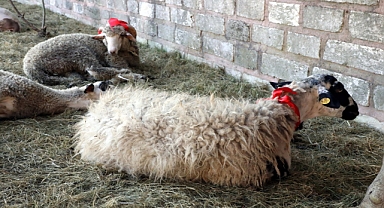 Eyüpsultanlı şehitler için kurban kesildi