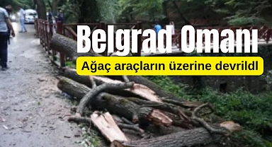 Belgrad Ormanı'nda araçların üzerine ağaç devrildi