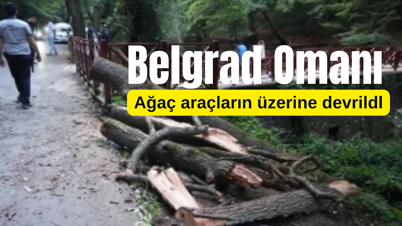 Belgrad Ormanı'nda araçların üzerine ağaç devrildi