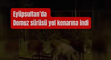 Eyüpsultan'da domuz sürüsü ana yola indi
