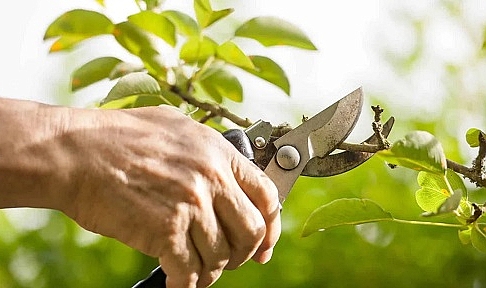 Bahçenizi kışa hazırlayın! Kasım ayında yapılan budamalar