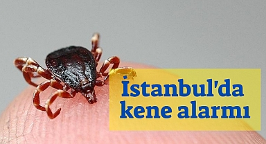 İstanbul'da kene alarmı, 7 bin vaka görüldü