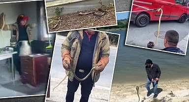 İstanbul'da yedi ilçede yılan paniği! Uyarılarda Eyüpsultan varmı?