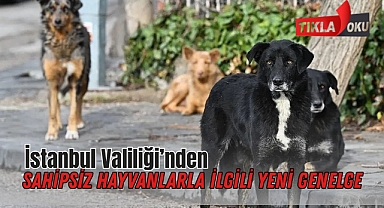 İstanbul Valiliği’nden sahipsiz hayvanlarla ilgili yeni genelge