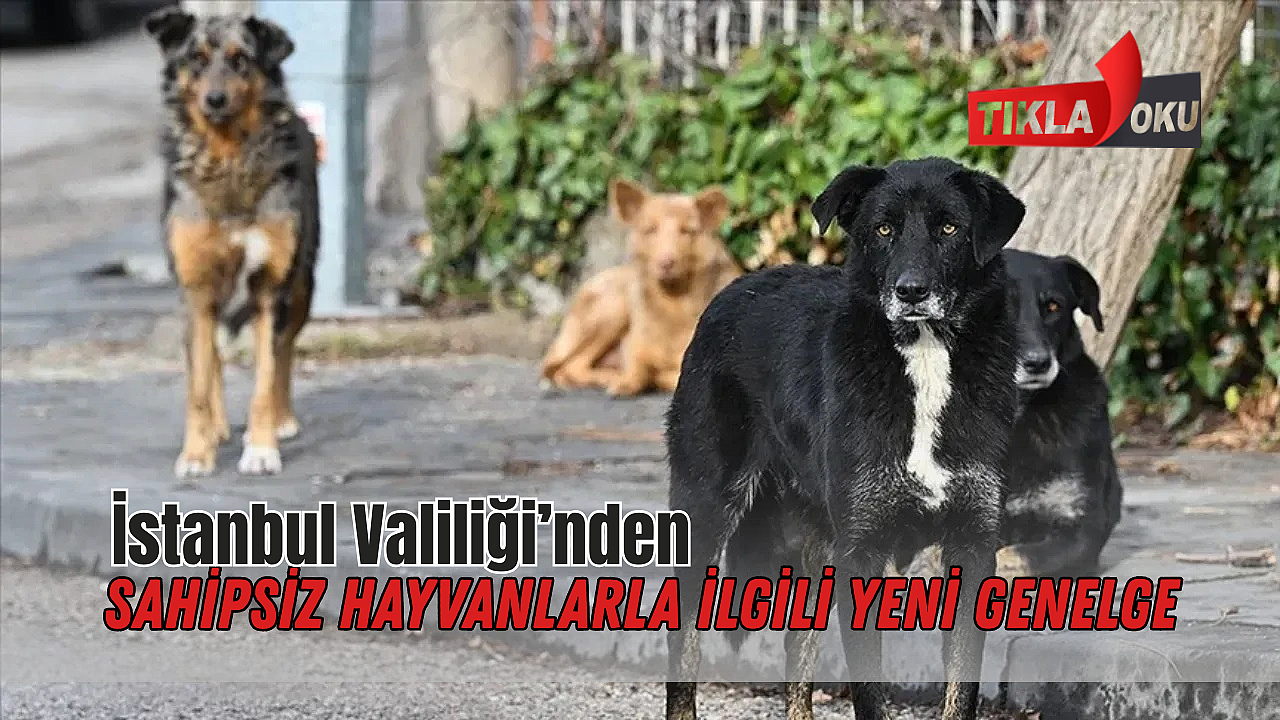 İstanbul Valiliği’nden sahipsiz hayvanlarla ilgili yeni genelge