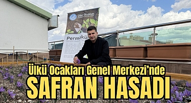 Ülkü Ocakları Genel Merkezi’nin terasında safran hasadı