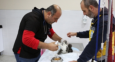 Eyüpsultan’da Patili Dostlar İçin Yoğun Çalışma