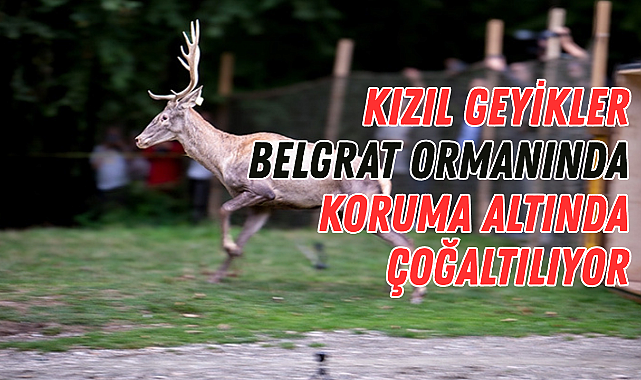 Kızıl Geyikler Belgrat Ormanında Koruma Altında Çoğaltılıyor