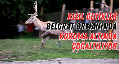 Kızıl Geyikler Belgrat Ormanında Koruma Altında Çoğaltılıyor