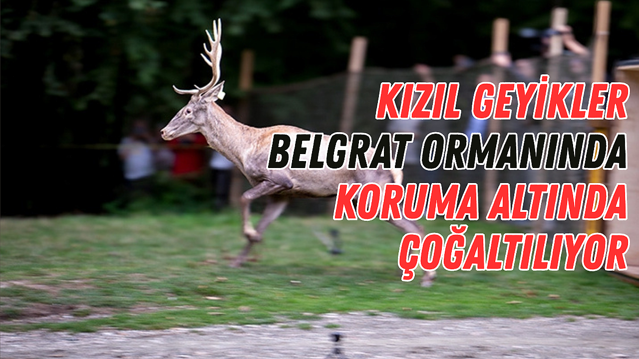 Kızıl Geyikler Belgrat Ormanında Koruma Altında Çoğaltılıyor