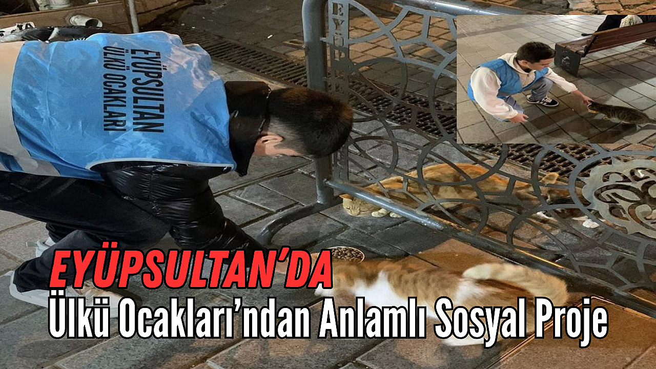 Eyüpsultan'da Ülkü Ocakları'ndan Sokak Hayvanlarına Destek