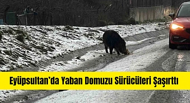 Eyüpsultan’da Yaban Domuzu Yol Kenarına İndi