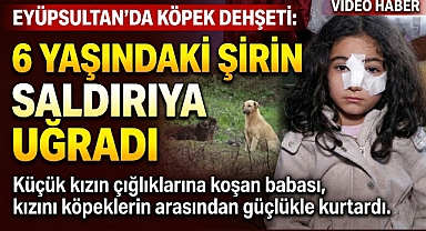 Eyüpsultan'da sokak köpeği saldırısı: 6 yaşındaki çocuk yaralandı
