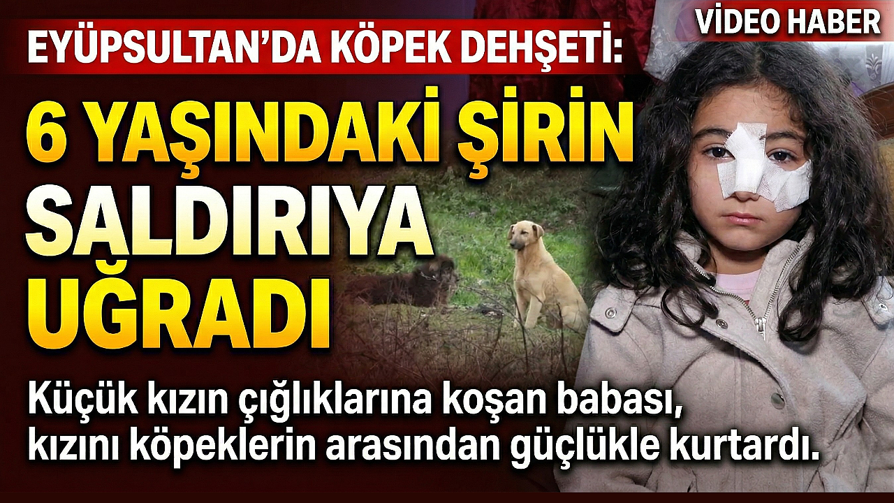 Eyüpsultan'da sokak köpeği saldırısı: 6 yaşındaki çocuk yaralandı