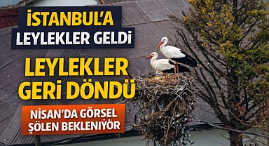 İstanbul’a leylekler geldi: Nisan’da görsel şölen başlıyor
