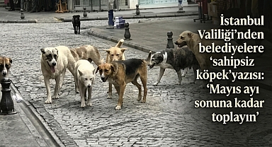 İstanbul’da sokak köpekleri için yeni talimat verildi