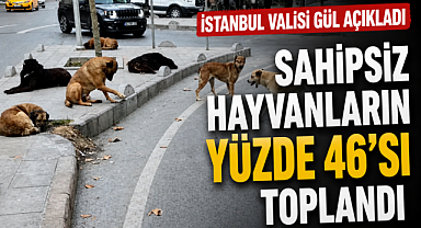 Vali Gül Rakam Verdi: İstanbul'da Sahipsiz Hayvanların Yüzde 46'sı Toplandı!