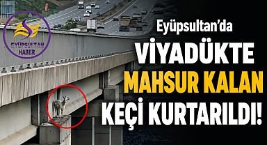 Eyüpsultan'da viyadükte mahsur kalan keçi kurtarıldı!