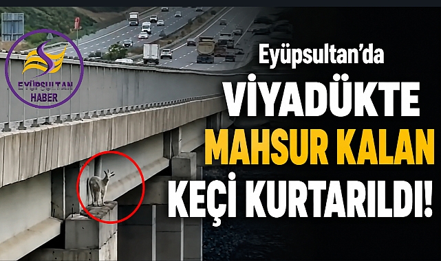 Eyüpsultan'da viyadükte mahsur kalan keçi kurtarıldı!