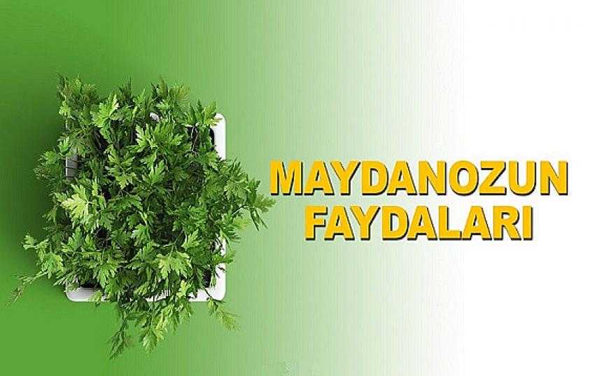Maydanozun en önemli 6 faydası | Eyüpsultan Haber