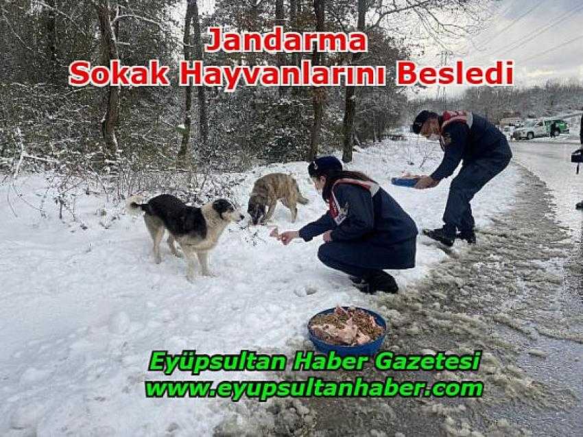 Jandarma ekipleri, Eyüpsultan'da sokak hayvanlarını besledi | Eyüpsultan Haber