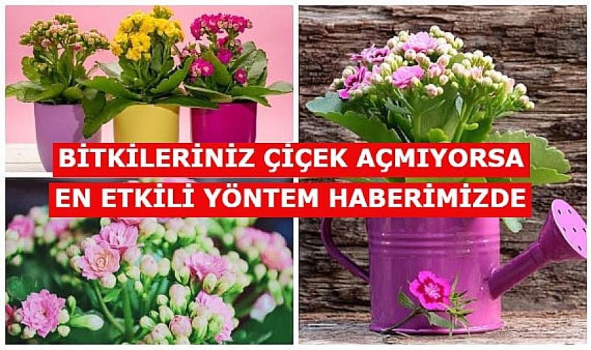 Bitkileriniz çiçek açmıyorsa, Bahar aylarında bitkilerinizi coşturacak en etkili yöntem | Eyüpsultan Haber