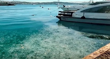 İstanbul'un kıyıları denizanası istilasına uğradı!