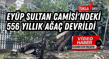 Eyüp Sultan Camisi'ndeki 556 yıllık ağaç devrildi